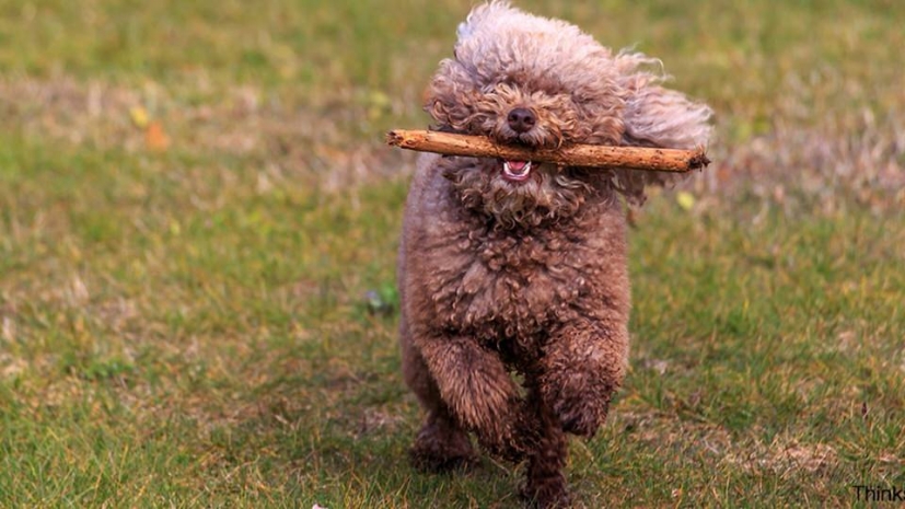 В Германии мужчина выдавал собаку за овцу