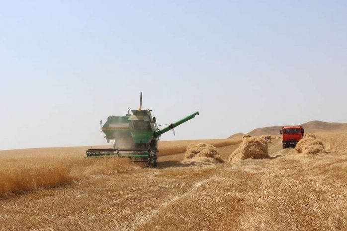 В МСХ РК ожидают высокий урожай