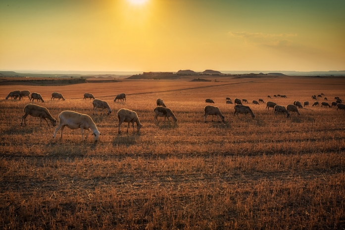 Более 570 скотокрадов задержали в 2024 году в Казахстане – МВД