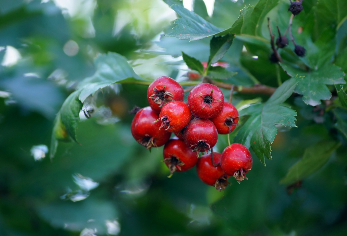 Ягоду долголетия назвали ученые