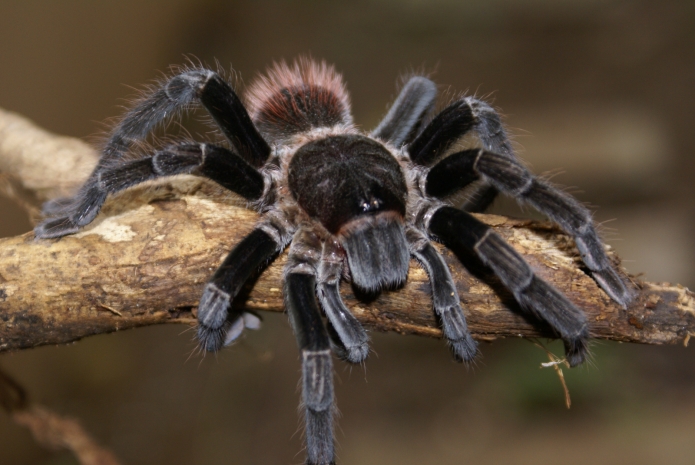 Россиянам запретят содержать крокодилов, росомах, бегемотов и китов