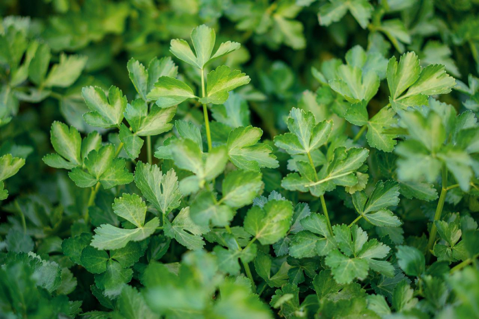 Чем полезен сельдерей — эксперт