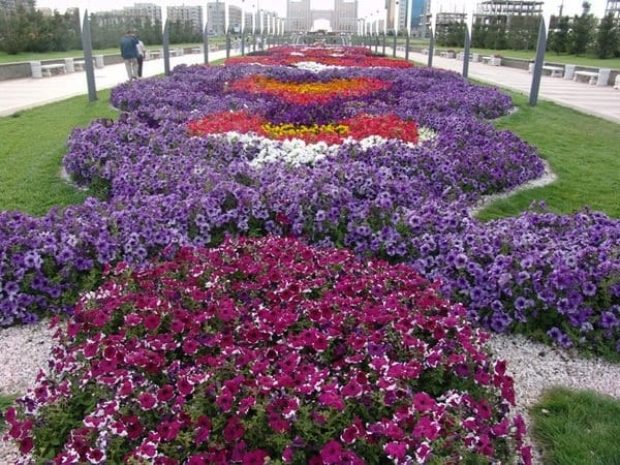 Астана будет усыпана цветами