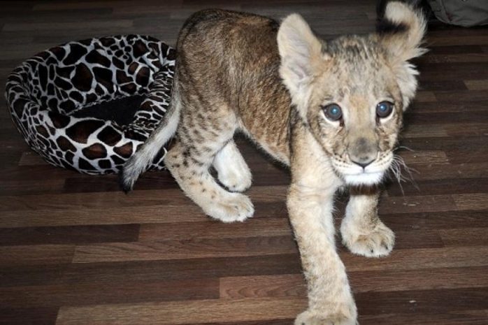 Маленькая львица умерла в зоопарке Алматы