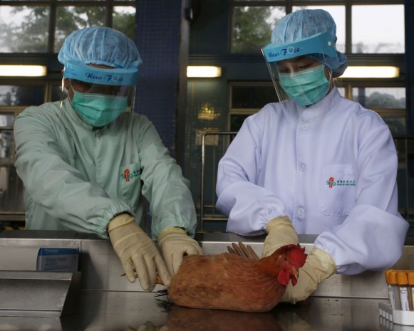 В Японии уничтожат 37 тысяч кур из-за вспышки «птичьего гриппа»