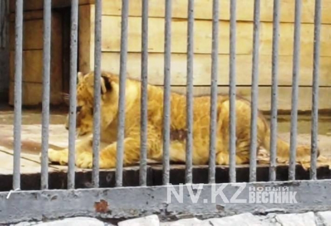 Карагандиский зоопарк показал новорожденных львят. Видео
