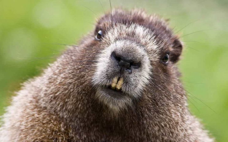 Подросток умер от чумы после пикника с шашлыком из сурка