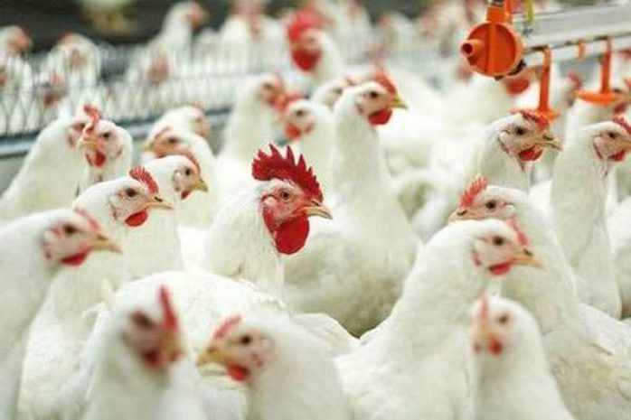 Финпол возбудил дело против главбуха АО «ПХ »Астана-құс"