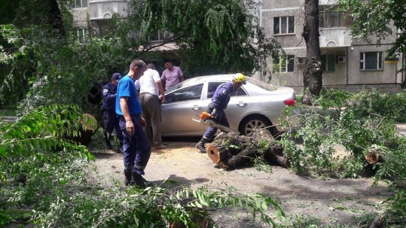 В Алматы дерево упало на автомобиль
