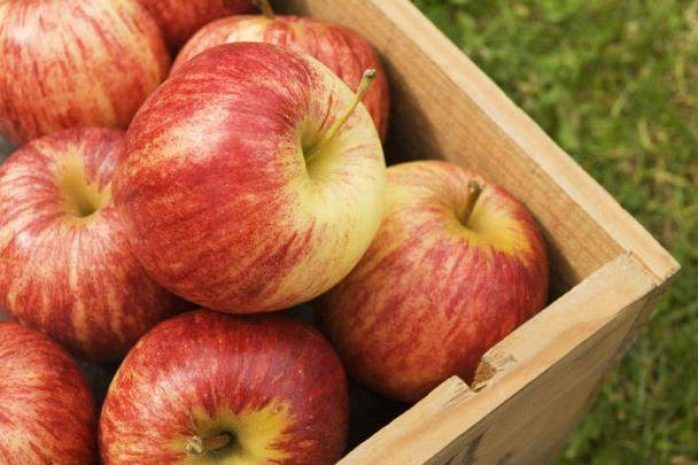 В РФ обнаружены незаконно ввезенные через РК польские яблоки