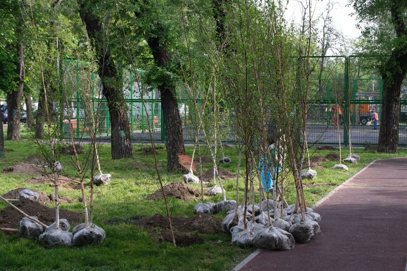 Қазақстанда төрт жыл ішінде 1,6 миллиардтан астам ағаш отырғызылды