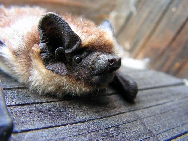 Ученые объяснили передачу вирусов от летучих мышей человеку