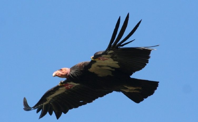 Мировую премьеру сказки о кондоре подготовят участники «Футбола для дружбы»