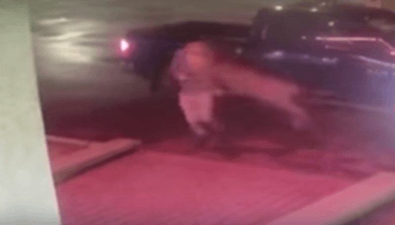 В Канаде олень сбил выходящего из автомобиля мужчину