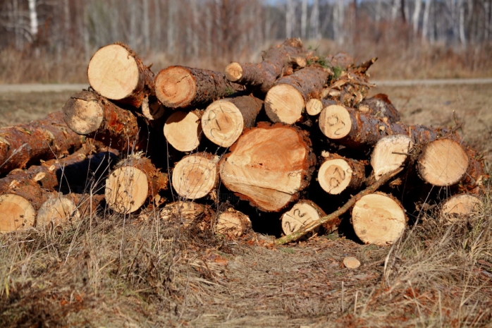 Незаконную вырубку леса выявили полицейские Акмолинской области