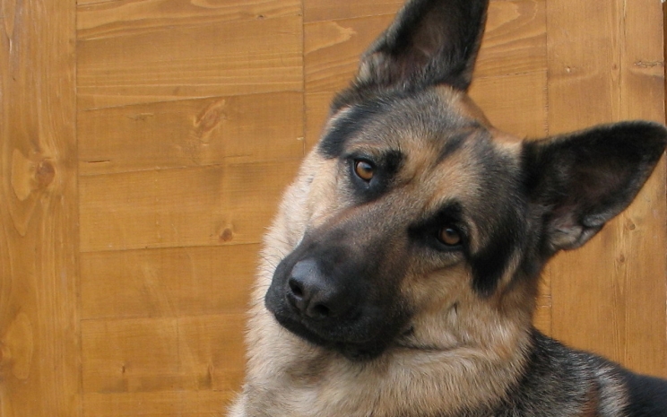 Карманника поймали с помощью служебной собаки в Кокшетау