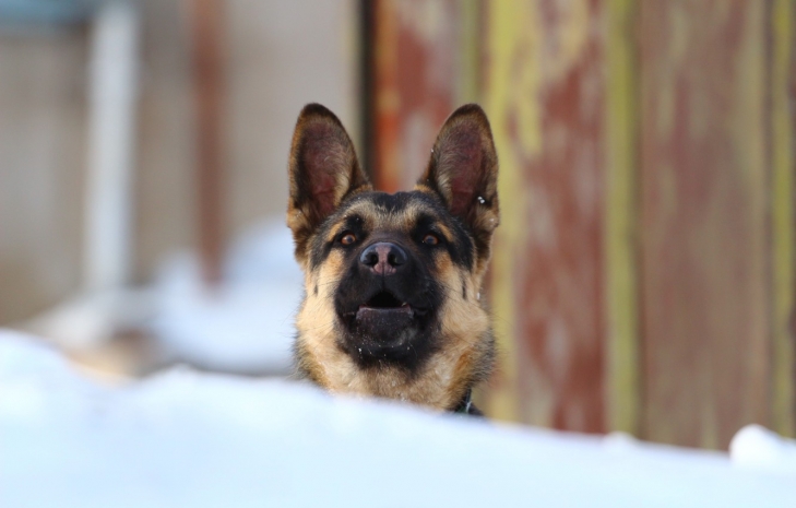 Ученые нашли ближайшего родственника современной собаки