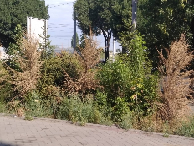 Компенсация по-алматински: почему сохнут городские деревья?