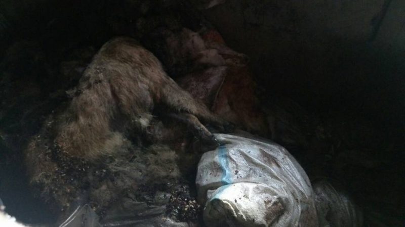 Яма с трупами собак и кошек обнаружена в Талгаре