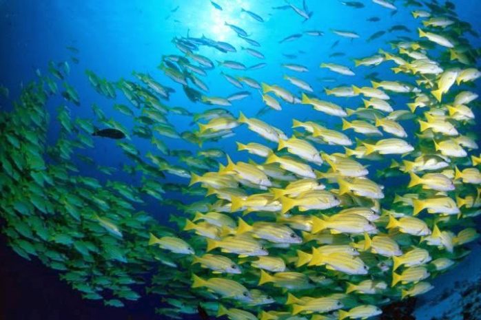 У рыб есть интеллект и они чувствуют боль так же, как человек