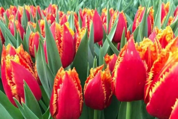 Сколько дней отдохнут казахстанцы весной