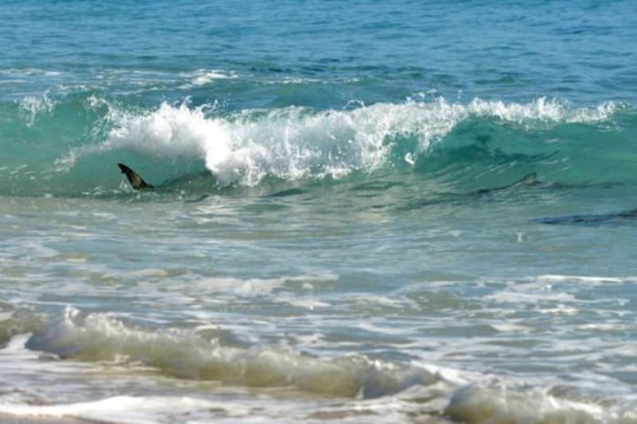 В Испании несколько пляжей закрыли из-за угрозы нападения акул