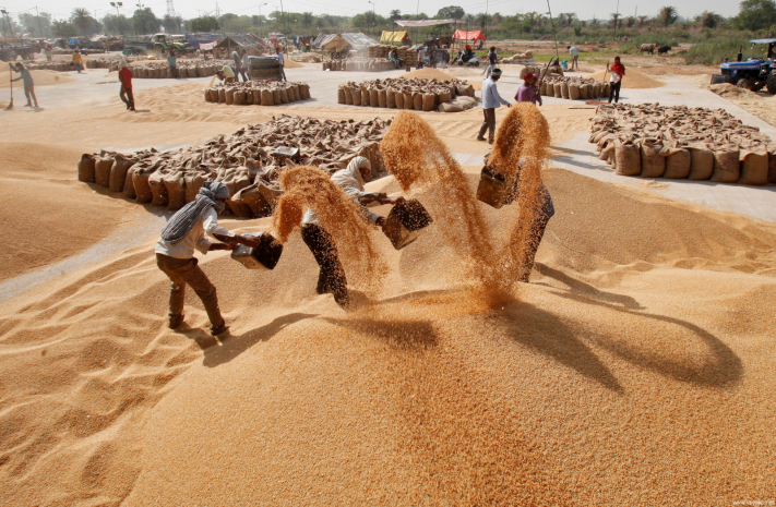 Единственным мировым экспортером пшеницы может стать Индия