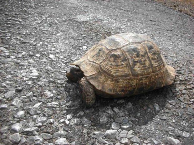 В Казахстане под колесами машин массово гибнут змеи и черепахи