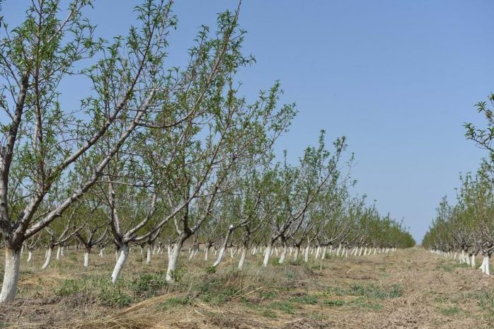 В Талгаре украли саженцев яблонь на миллион тенге