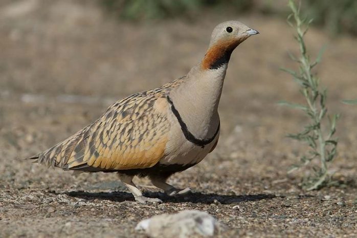 Гражданин Саудовской Аравии осужден за отстрел краснокнижных птиц в Казахстане