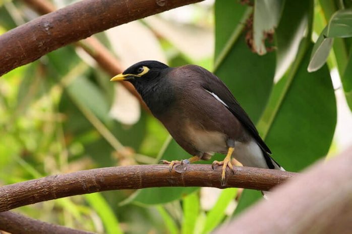 Узбекистан капитулировал перед афганскими скворцами