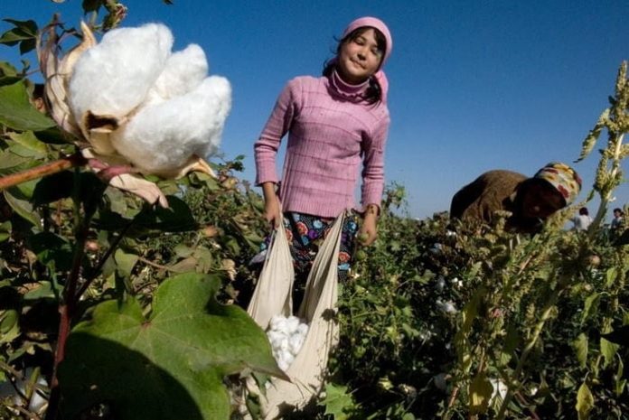 В Казахстане начался сбор хлопчатника