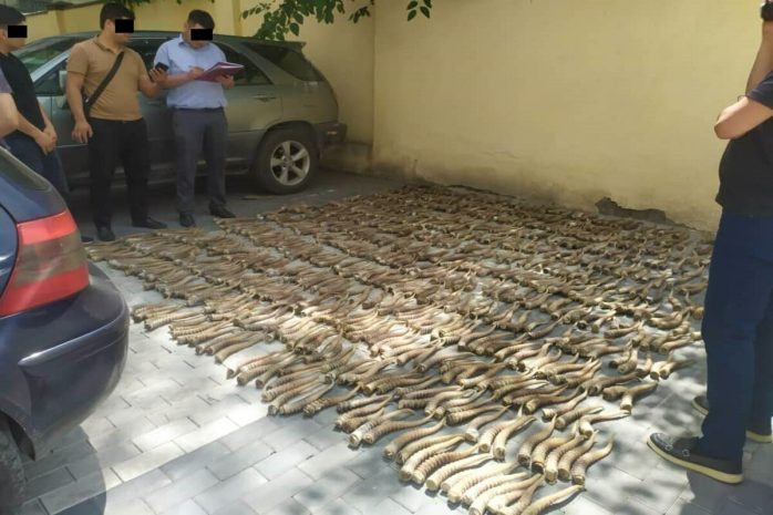 Свыше 840 рогов сайгака пытались вывезти из Казахстана в Китай