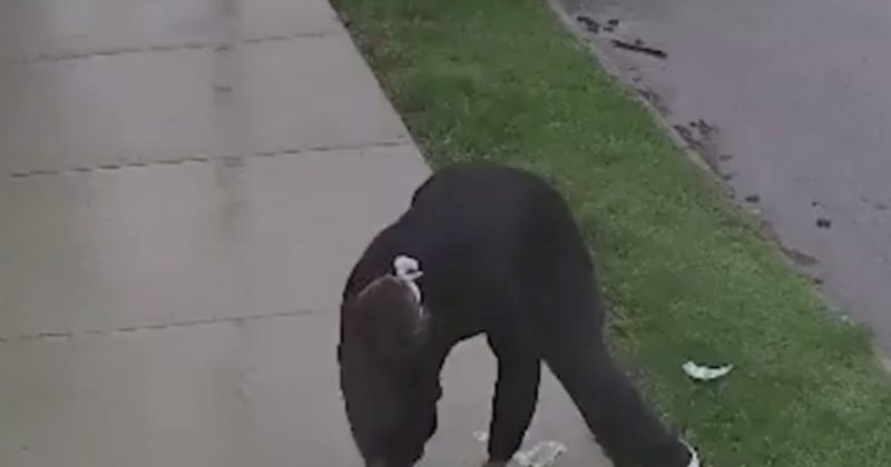 В США убегающий грабитель на велосипеде растерял все деньги