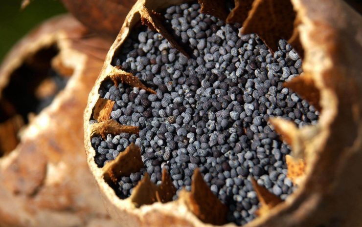 Распространения наркотиков в особо крупном размере выявлены в Павлодарской области