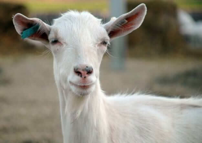 В честь сериала про зомби выпустят пиво с козьими мозгами