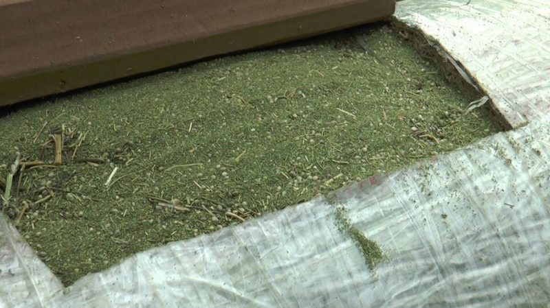 Полиция Алматы выявила крупный канал поставки наркотиков