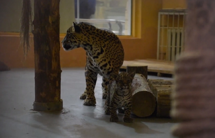 Австралия появилась в зоопарке Алматы