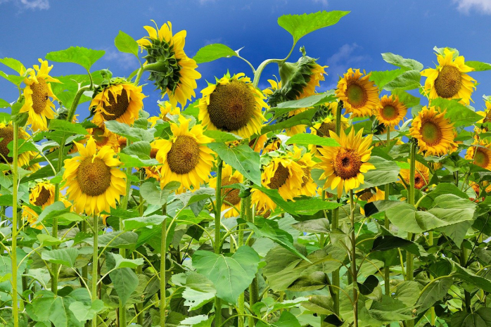 Высокий урожай пшеницы и подсолнечника прогнозируется в Казахстане