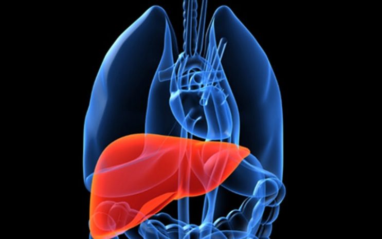 В России научились ремонтировать печень