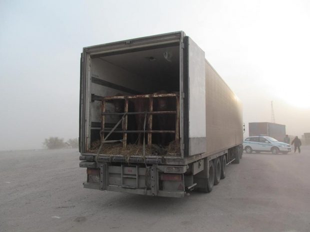 В Алматинской области водитель насмерть забил своего напарника