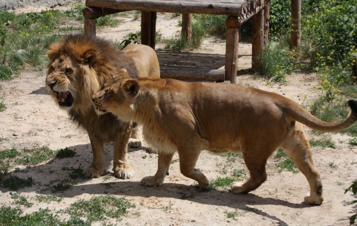 Ташкентских львов обменяли на крыс из Минска