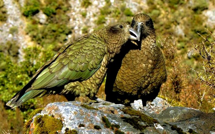 Останки гигантского попугая размером около метра нашли в Новой Зеландии