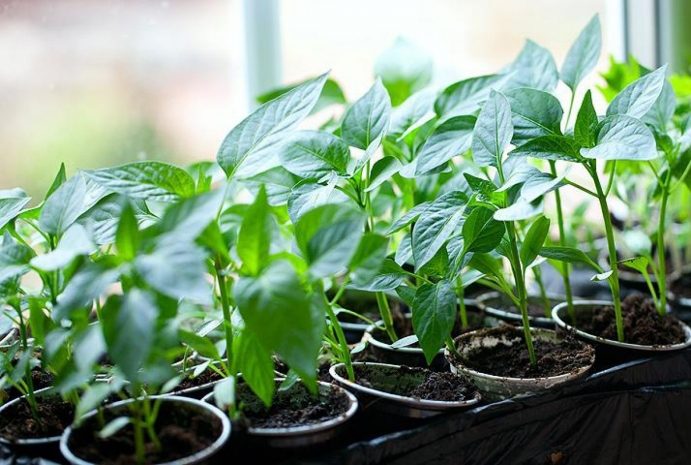 Народные приметы: время высаживать рассаду