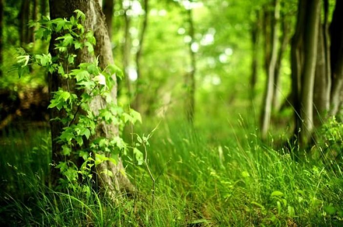 Вдоль автотрассы Астана-Щучинск сажают деревья