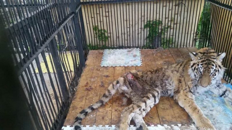 В зоопарке Алматы умерла тигрица Куралай