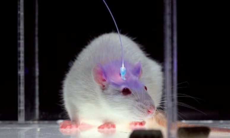 В мозге мышей ученые нашли включатель «обжорства»
