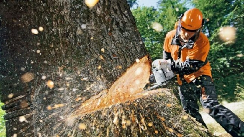 Сколько деревьев срубили и посадили в Алматы в 2016 году?