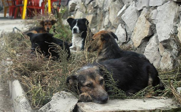 99% бродячих животных убивают