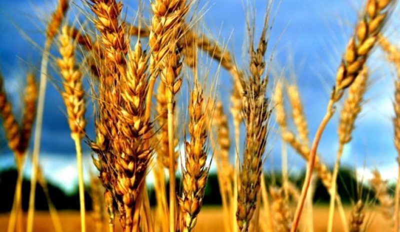 Казахстанцы не нуждаются в привозных крупах и рисе